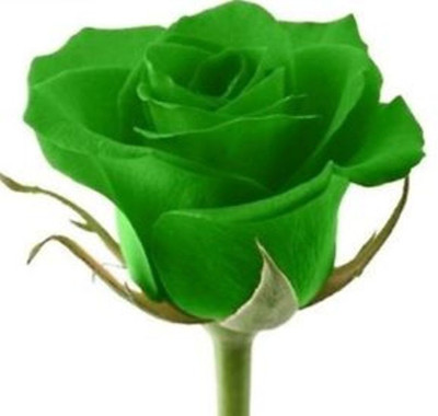 

Elif Rose Seed(10 per packet)