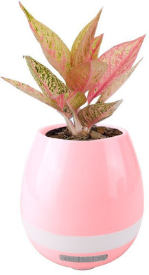 

Wonder World ™ Music Flowerpot Bluetooth Speaker Pots for Succulent Plants 7-colored Night Light Smart Creative Plastic Vase(5 inch, Pink)