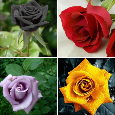 

M-Tech Gardens Rose Seed(40 per packet)