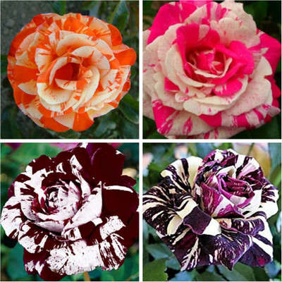 

M-Tech Gardens Rose Seed(40 per packet)