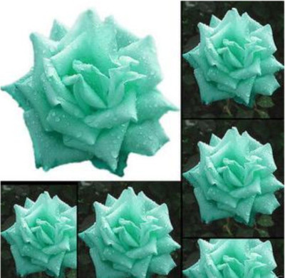 

Priyathams Mint Green Rose Seeds Seed(15 per packet)