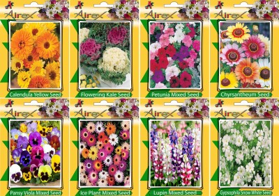 Airex Calendula Yellow, Flowering Kale, Petunia Mixed, Chyrsantheum, Pansy Viola Mixed, Ice Plant Mixed, Lupin Mixed, and Gypsophila Snow White Seed(25 per packet)