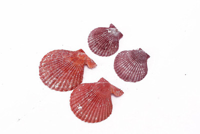 

SRI Shale Planted Substrate(Multicolor)