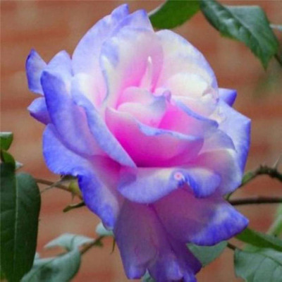 

Greenly Greenly Rose Stifling Remorse Seed (20 per packet) Seed(10 per packet)