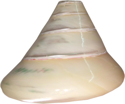 

Real Seed Original Moti Shankh, Mother of Pearl, Pearl Conch, Premium Blowing Laxmi Shankh - Biggest Blowing Shankh(White)