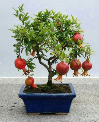 ROSEMERC Dwarf Pomegranate FruIT Bonsai Seeds Seed(10 per packet)