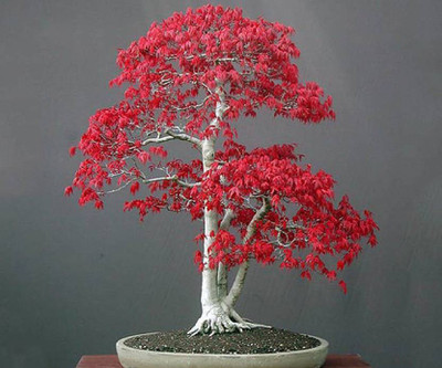 

Greenly Imported Japanese Beautiful Bonsai RED MAPLE Plan Seed(10 per packet)