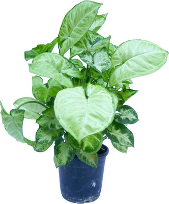 

Root Bridges Syngonium, Green Syngonium, Arrowhead Plant(No Pack of 1 Foliage)