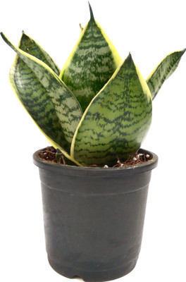 

Root Bridges Snake Plant, Sansevieria, Mother-in-law's Tongue Plant(No Pack of 1 Foliage)