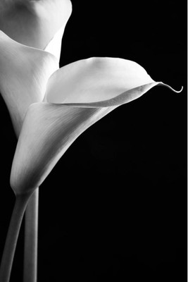 

Aabhaas Wall Poster Calla Lilies Paper Print(12 inch X 18 inch, Rolled)