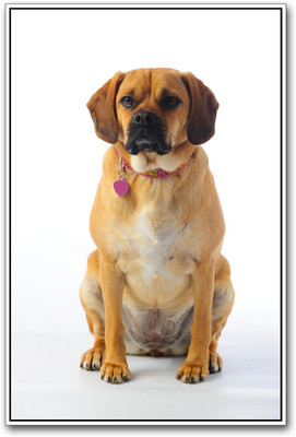 

Aabhaas Wall Poster Cute Dog Paper Print(12 inch X 18 inch, Rolled)