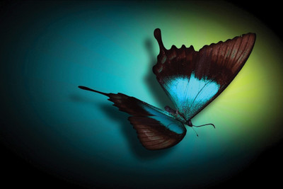 

Aabhaas Wall Poster Blue Butterfly Paper Print(12 inch X 18 inch, Rolled)