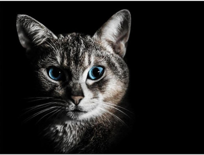 

Wall Poster Cat Portrait Paper Print(12 inch X 18 inch, Rolled)