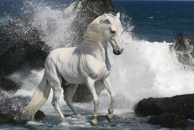 

Aabhaas Wall Poster White Horse Paper Print(12 inch X 18 inch, Rolled)
