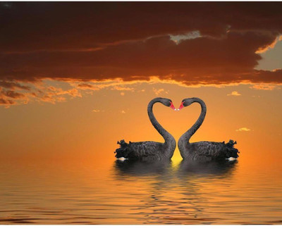 

Wall Poster Romantic Swans Paper Print(12 inch X 18 inch, Rolled)
