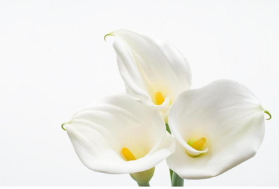 

Wall Poster Calla Lily Paper Print(12 inch X 18 inch, Rolled)