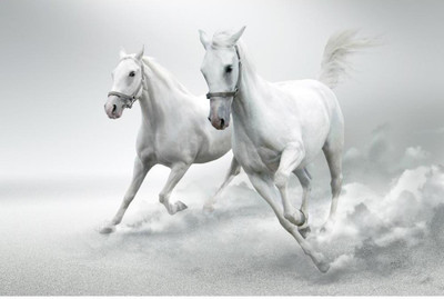 

Aabhaas Wall Poster White Horses Paper Print(12 inch X 18 inch, Rolled)