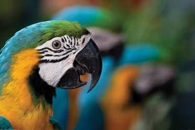 

Akhuratha Wall Poster Blue Parrots Paper Print(12 inch X 18 inch, Rolled)