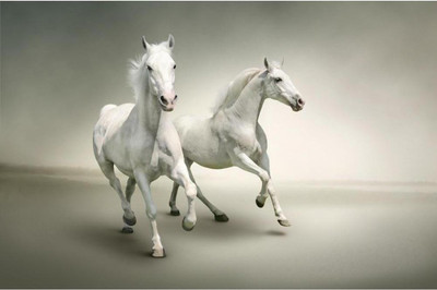 

Aabhaas Wall Poster White Horses Paper Print(12 inch X 18 inch, Rolled)