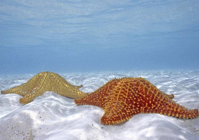 

Wall Poster starfish-s-pps-eqhczgcww Paper Print(12 inch X 18 inch, Rolled)