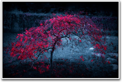 

Wall Poster Beautiful flowers in the dark Paper Print(12 inch X 18 inch, Rolled)
