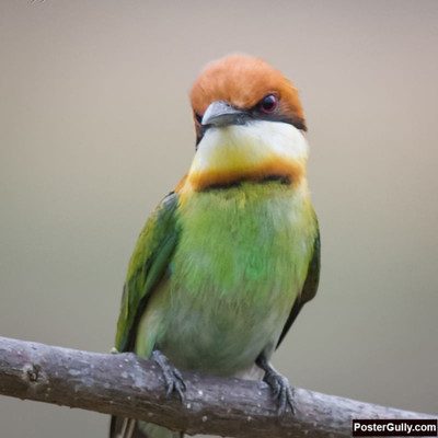 

Wall Poster Chestnut Headed Bee Eater work | Artist: Avadhesh Malik Paper Print(12 inch X 18 inch, Rolled)