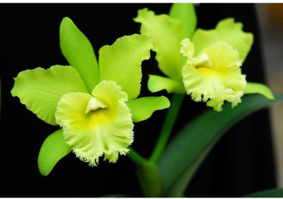 

Aabhaas Wall Poster Orchid Flower Paper Print(12 inch X 18 inch, Rolled)