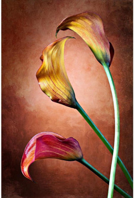 

Wall Poster Calla Lily Flower Paper Print(12 inch X 18 inch, Rolled)