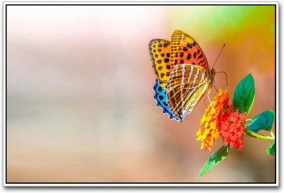 

Akhuratha Wall Poster Beautiful Butterfly And flower Paper Print(12 inch X 18 inch, Rolled)