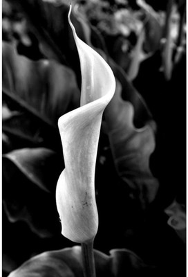 

Wall Poster Nature Flowers Paper Print(12 inch X 18 inch, Rolled)