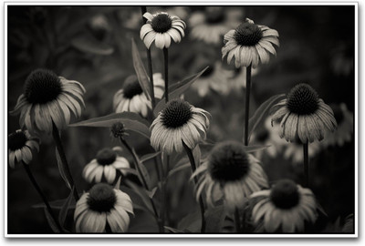 

Aabhaas Wall Poster Flowers Black and White Paper Print(12 inch X 18 inch, Rolled)