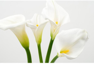 

Wall Poster Calla Lily Paper Print(12 inch X 18 inch, Rolled)