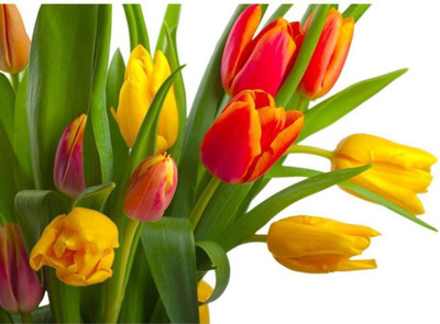 

Aabhaas Wall Poster Red And Yellow Tulips Paper Print(12 inch X 18 inch, Rolled)