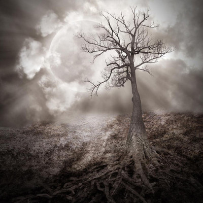 

Aabhaas Wall Poster Old Dark Roots Paper Print(12 inch X 18 inch, Rolled)