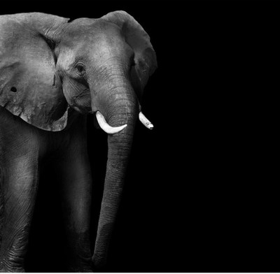 

Wall Poster Wild African Elephant Paper Print(12 inch X 18 inch, Rolled)