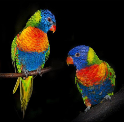 

Aabhaas Wall Poster Rainbow Lorikeet Parrots Paper Print(12 inch X 18 inch, Rolled)