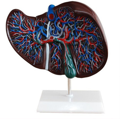 JLab 1024 Anatomical Body Model(xc-312 Anatomical Body Model (Liver Model PVC))
