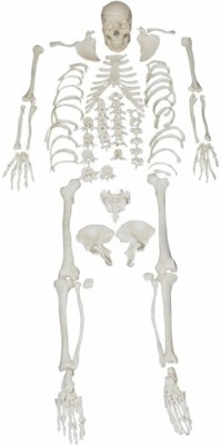 

JLab 1033 Anatomical Body Model(xc-130 Anatomical Body Model (Disarticulated Skeleton PVC Model))