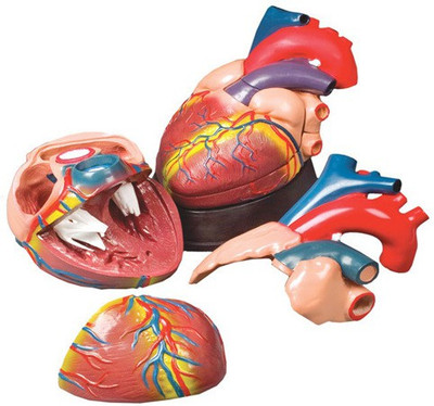 

JLab 1009 Anatomical Body Model(xc-307 Anatomical Body Model (Jumbo Heart Model PVC))