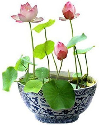

ROSEMERC LOTUS Seed(15 per packet)