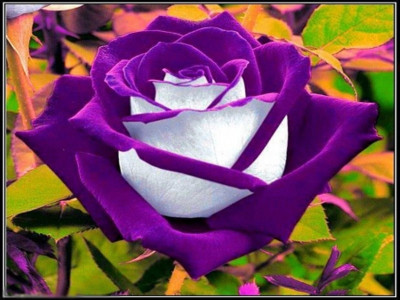 VS GLOBAL Rose Seed(20 per packet)