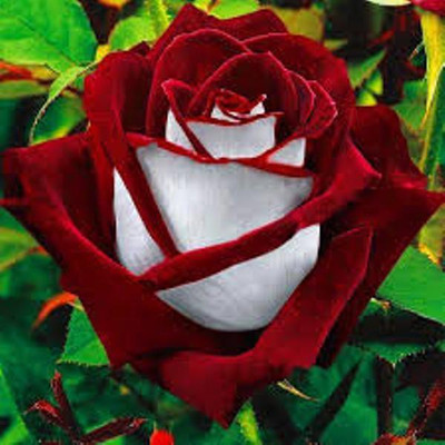 

ROSEMERC Rose Seed(25 per packet)