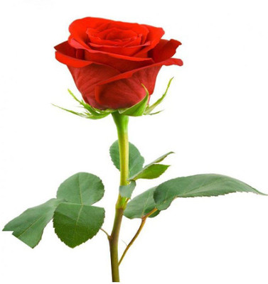 VS GLOBAL Rose Seed(20 per packet)