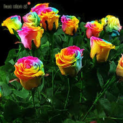 

VS GLOBAL Rose Seed(50 per packet)