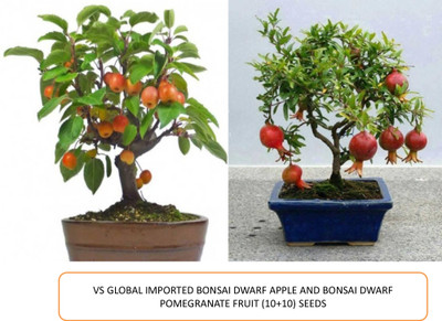 VS GLOBAL APPLE POMEGRANATE Seed(20 per packet)