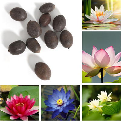 

M-Tech Gardens Lotus Seed(20 per packet)