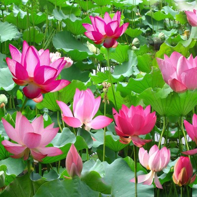 M-Tech Gardens Lotus Seed(10 per packet)