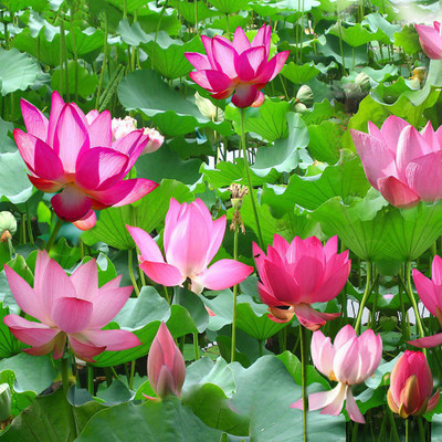 

M-Tech Gardens Lotus Seed(20 per packet)