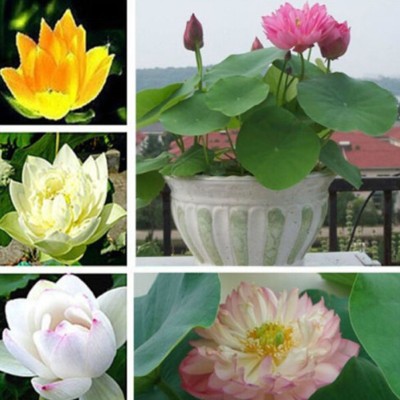M-Tech Gardens Lotus Seed(10 per packet)
