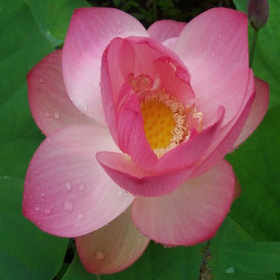 

M-Tech Gardens Lotus Seed(10 per packet)